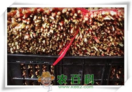 干燥鱼腥草提取物形态特征、制备方法和功效作用