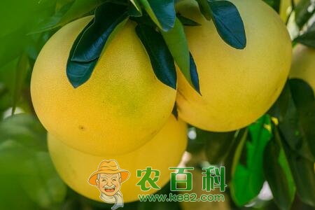 柑橘属橙子、红心柚子、西柚一般几月份成熟上市？它们有什么区别？