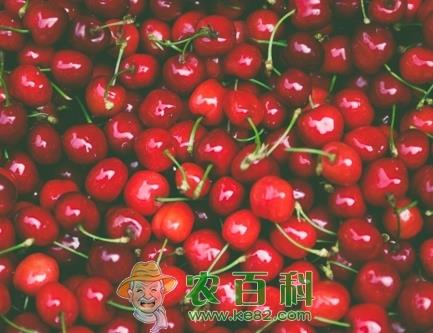 山东烟台樱桃几月成熟？什么时候上市？多少钱一斤？（附各地樱桃成熟时间）