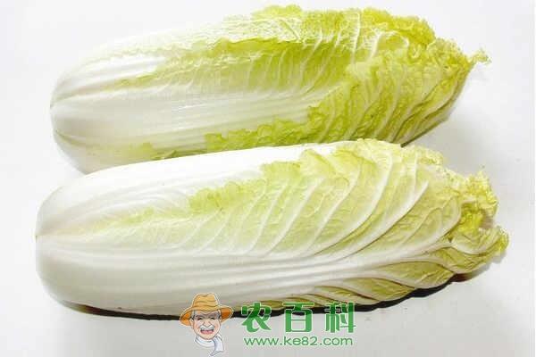 娃娃菜是转基因蔬菜吗?多少钱一斤?怎么炒好吃?