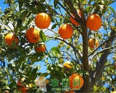 橘子树什么时候种植?什么时候开花结果?怎样栽培?