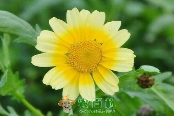 茼蒿多少钱一斤?如何种植?有哪些功效及作用?