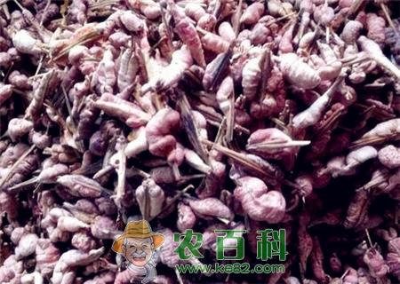 天竺黄价格多少钱一斤？与竹黄的区别在哪里？附天竺黄功效与作用