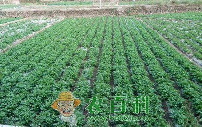 秋季马铃薯常见病虫害防治措施