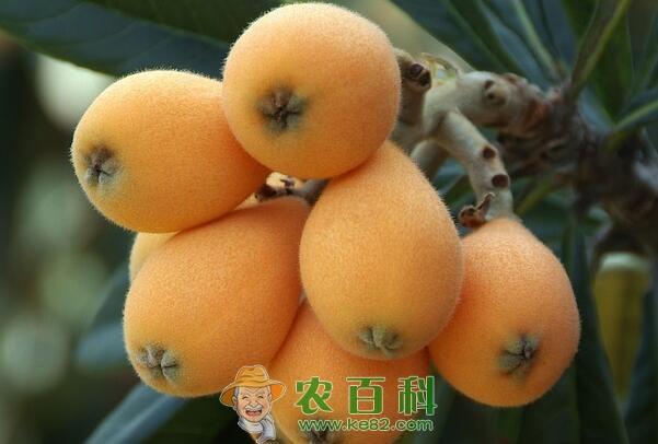 枇杷是什么季节的水果?多少钱一斤?有什么功效和作用?