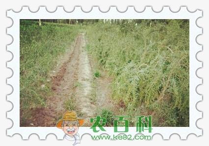 枸杞树能活多少年?栽下树苗后几年后能结果?