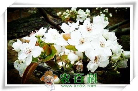 枫叶、梨花、杨花、樱花、柳絮分别在什么时候开放和凋落?