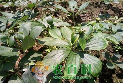 重楼价格是多少钱一斤？有哪些功效与作用？