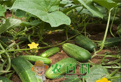 黄瓜叶面追肥要注意哪些问题?