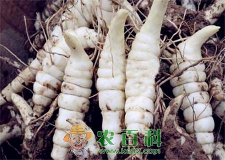 “蔬菜珍品”地参现在多少钱一斤？常食用有减肥的功效！（附种植技术）