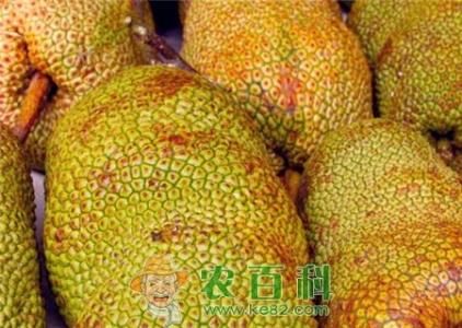 “最重的水果”菠萝蜜价格多少钱一斤?种植赚钱吗?附种植效益分析