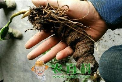 重楼价格是多少钱一斤？有哪些功效与作用？