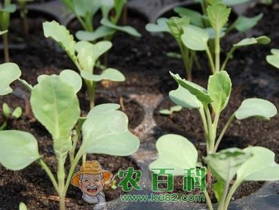 9月份适合种什么蔬菜？吃哪些应季蔬菜？