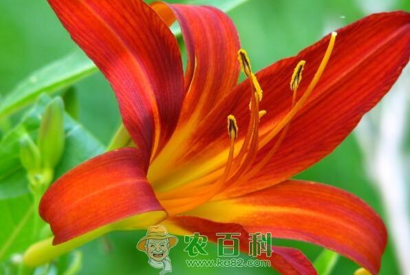 中国有哪些百合产地?干的和新鲜的哪个好?多少钱一斤?