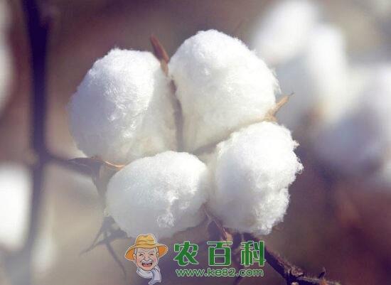 棉花最新价格多少钱一斤?棉花行情走势如何?(附成本利润及市场行情分析)