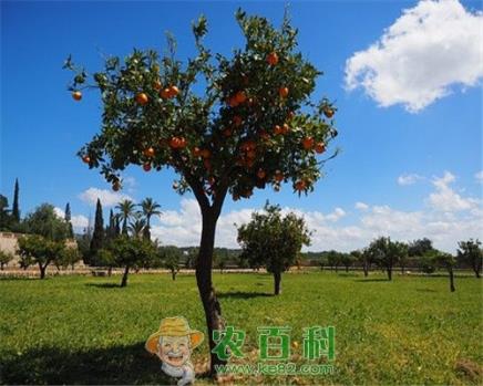 橘子树什么时候种植?什么时候开花结果?怎样栽培?