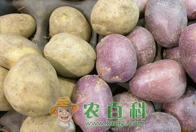 土豆（马铃薯）最新行情预测：受去年行情好影响，种植面积扩大导致跌入历史最低点