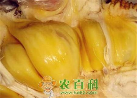 “最重的水果”菠萝蜜价格多少钱一斤?种植赚钱吗?附种植效益分析