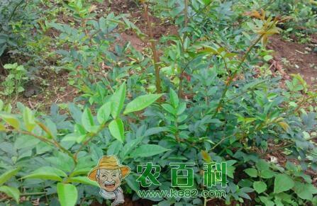 刺梨苗价格多少钱一株?果实有什么营养?能降三高吗?