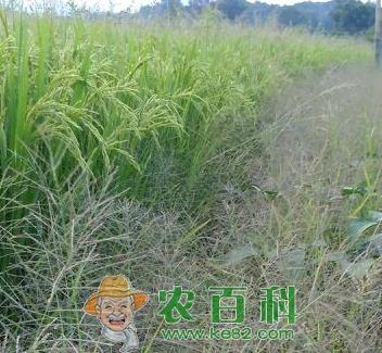 免耕直播稻田除草