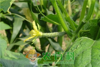 黄瓜叶面追肥要注意哪些问题?