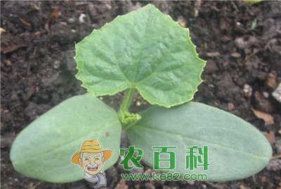 黄瓜叶面追肥要注意哪些问题?