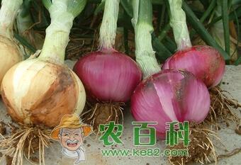洋葱种植、采收时间是什么时候?
