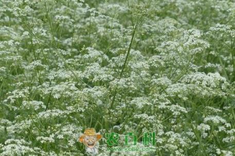 防风种子多少钱一斤？栽培种植技术有哪些？