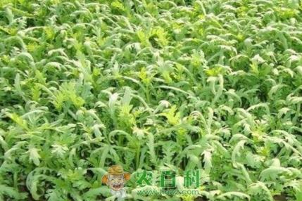 茼蒿多少钱一斤?如何种植?有哪些功效及作用?
