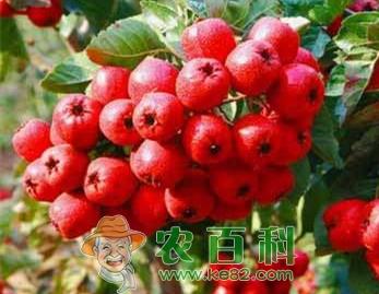 山东气候跟地形适合种植什么中药材?