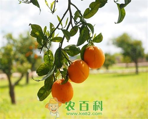 橘子树什么时候种植?什么时候开花结果?怎样栽培?