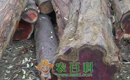 红豆杉木材就是红木吗?价格多少钱一吨?如何鉴别真假?