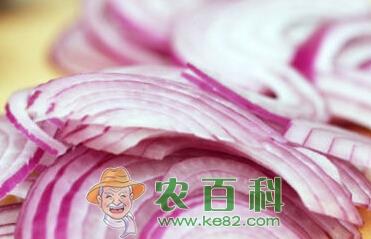 洋葱种植、采收时间是什么时候?