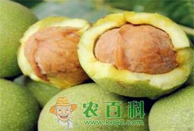 青皮核桃价格多少钱一斤？什么时候成熟？药用价值有哪些？