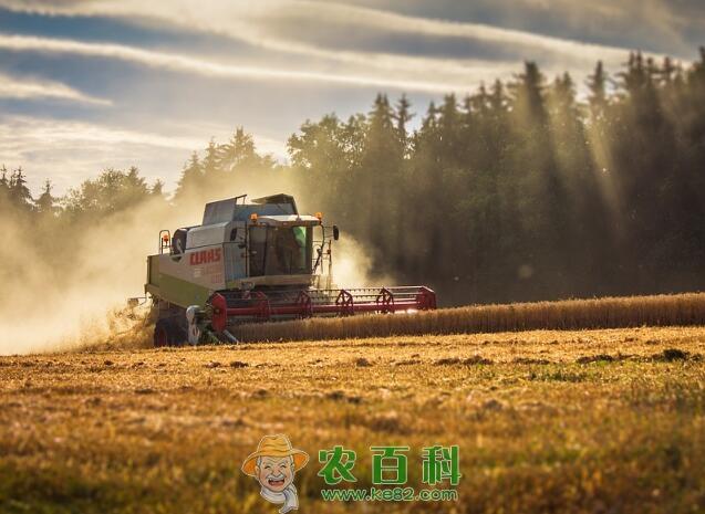 一亩地能产多少粮食？