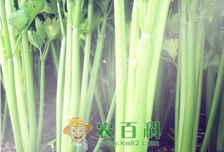 长季节作物芹菜的种植时间、栽培方法和病虫害防治技术