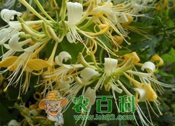 山东气候跟地形适合种植什么中药材?