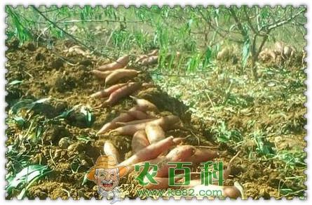 一年生草本红薯亩产量是多少？高产栽培技术要点是什么？