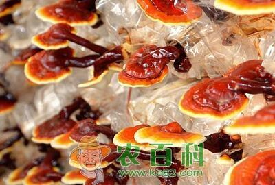 灵芝价格多少钱一斤?怎么吃效果最好?有什么功效和作用?