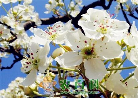 雪白雪白的梨花每年什么时候开花？花期有多久？什么时候凋零？