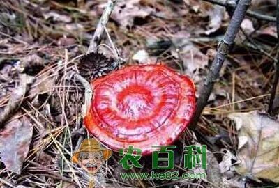 灵芝价格多少钱一斤?怎么吃效果最好?有什么功效和作用?