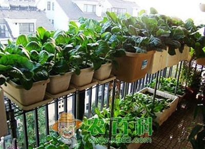 庭院种植蔬菜之阳台蔬菜种植的知识、方法和窍门