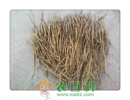 山东气候跟地形适合种植什么中药材?