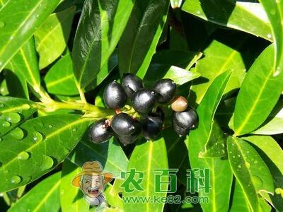 桂花种子多少钱一斤?什么时候播种?种植方法有哪些?