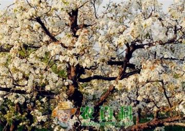 雪白雪白的梨花每年什么时候开花？花期有多久？什么时候凋零？