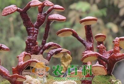 灵芝价格多少钱一斤?怎么吃效果最好?有什么功效和作用?