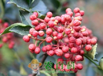 花椒树哪个品种好