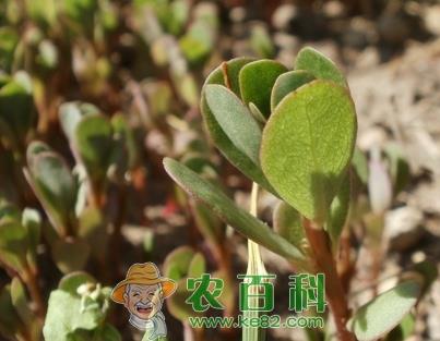 马齿苋泡水喝有什么功效?多少钱一斤?怎么吃?