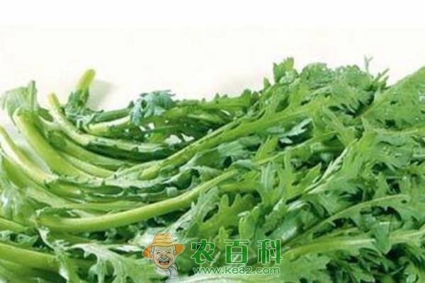 茼蒿多少钱一斤?如何种植?有哪些功效及作用?