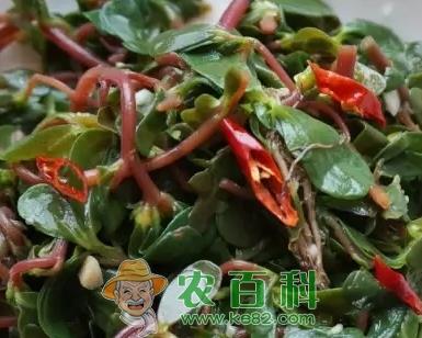 马齿苋泡水喝有什么功效?多少钱一斤?怎么吃?